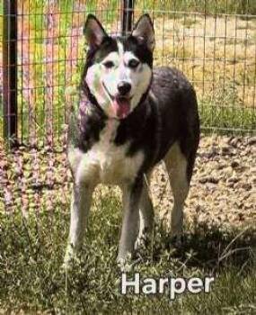 Rescue Husky Dogs for Adoption in Sudbury, Massachusetts - Harper | PetCurious