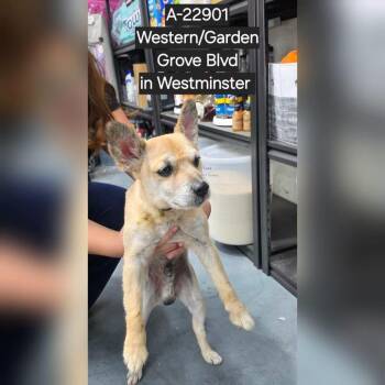 Cracker -  Chihuahua and Shiba Inu Dog for Adoption in Westminster, California - Cracker | PetCurious