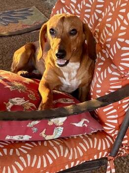 Dachshund Dogs Available for Adoption - Roscoe | PetCurious