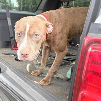 Archer -  Pit Bull Terrier Dog for Adoption in West Chester, Pennsylvania - Archer | PetCurious