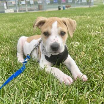 Peanut -  Boxer and Mixed Breed Dog for Adoption in Shakopee, Minnesota - Peanut | PetCurious