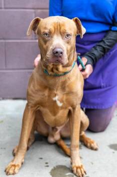Mathis -  Mixed Breed Dog for Adoption in Chamblee, Georgia - Mathis | PetCurious