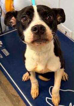 Tina -  Terrier and Mixed Breed Dog for Adoption in Bowling Green, Kentucky - Tina | PetCurious