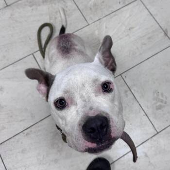 Wiggles/Jade -  Pit Bull Terrier Dog for Adoption in Lufkin, Texas - Wiggles/Jade | PetCurious