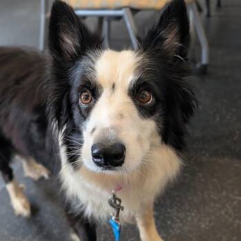 Luna -  Mixed Breed and Border Collie Dog for Adoption in West Olive, Michigan - Luna | PetCurious