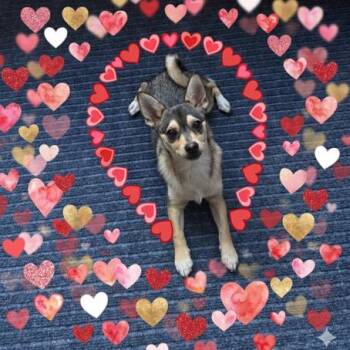 *** Eevee -  Chihuahua Dog Available for Adoption in Oceanside, California - *** Eevee | PetCurious