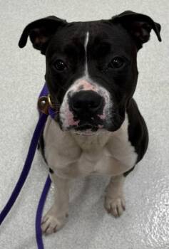 Pit Bull Terrier and Mixed Breed Dogs Available for Adoption in Honolulu, Hawaii - Mai | PetCurious