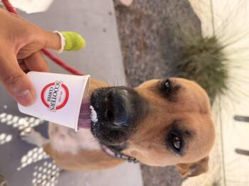 Katie -  American Staffordshire Terrier Dog for Adoption in Gilbert, Arizona - Katie | PetCurious