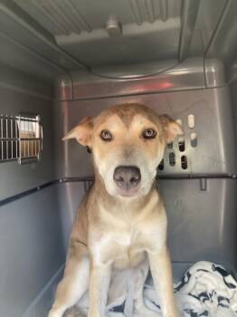 Rescue Siberian Husky Dogs for Adoption in Houston, Texas - Alice | PetCurious