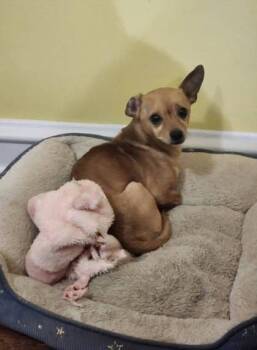 Rescue Chihuahua Dogs for Adoption in Malvern, Pennsylvania - Huck | PetCurious