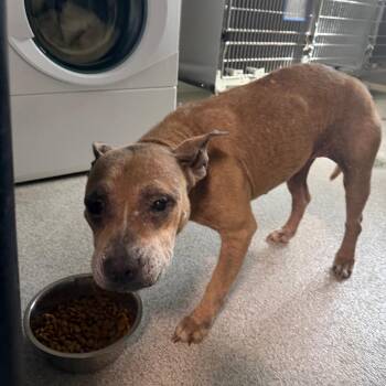 Pit Bull Terrier and Mixed Breed Dogs Available for Adoption in Englewood, Florida - Alana | PetCurious