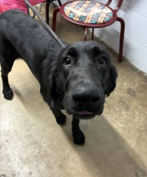Donskoise / Cocoa -  Labrador Retriever Dog for Adoption in Broomfield, Colorado - Donskoise / Cocoa | PetCurious
