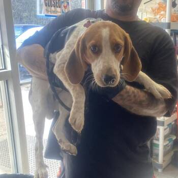 Bluetick Coonhound Dogs Available for Adoption - Lady MacBeth | PetCurious