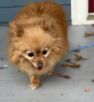 Rescue Mixed Breed Dogs for Adoption in Chamblee, Georgia - Kayla | PetCurious