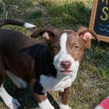 Labrador Retriever Dogs Available for Adoption in Locust Fork, Alabama - IDALIA | PetCurious