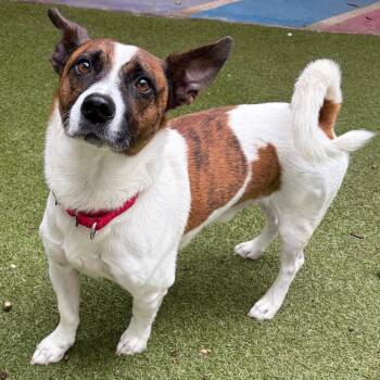 Tiger -  Jack Russell Terrier Dog for Adoption in Titusville, Florida - Tiger | PetCurious