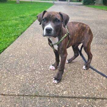 Luigi -  Pit Bull Terrier and Mixed Breed Dog for Adoption in Northville, Michigan - Luigi | PetCurious