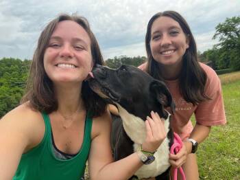 Rescue Labrador Retriever and Hound Dogs for Adoption in Troy, Alabama - Baymax | PetCurious