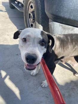 Misty -  Pit Bull Terrier Dog for Adoption in Victorville, California - Misty | PetCurious