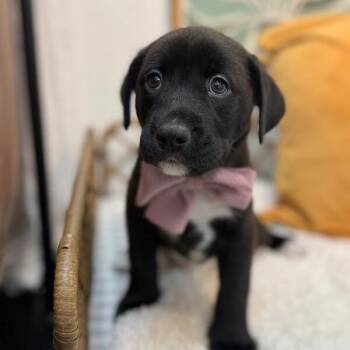 Pit Bull Terrier and Labrador Retriever Dogs Available for Adoption in Friendswood, Texas - Beacon Journey | PetCurious