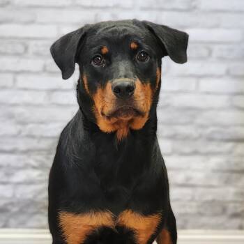 Angel Face -  Rottweiler and Mixed Breed Dog for Adoption in Montgomery, Alabama - Angel Face | PetCurious