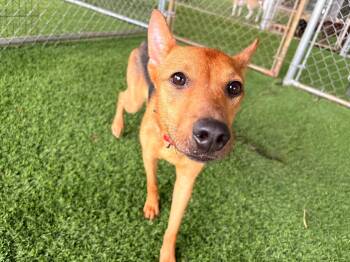 Mixed Breed Dogs Available for Adoption in New York, New York - Shakira | PetCurious