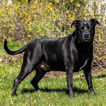 Oliver Todd -  Black Labrador Retriever Dog for Adoption in Council Bluffs, Iowa - Oliver Todd | PetCurious