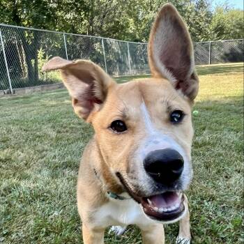 Rescue Siberian Husky Dogs for Adoption in Pekin, Illinois - Ranger | PetCurious