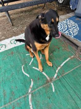 Daisy -  German Shepherd Dog Dog for Adoption in Marine City, Michigan - Daisy | PetCurious