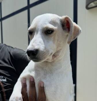 Pup Dilly -  Jack Russell Terrier and Dachshund Dog for Adoption in Washington, District Of Columbia - Pup Dilly | PetCurious
