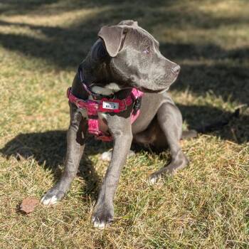 Pit Bull Terrier Dogs Available for Adoption - Bell P | PetCurious