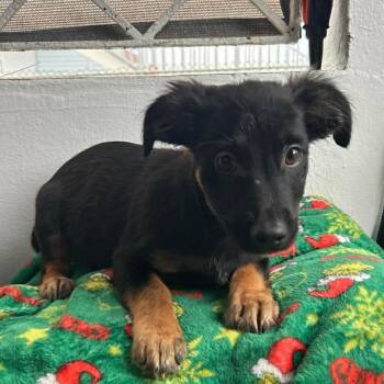 Spaniel and Chihuahua Dogs Available for Adoption in Carmel Hamlet, New York - Ace | PetCurious