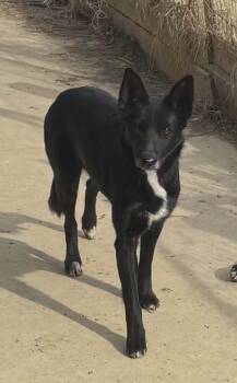 German Shepherd Dog and Labrador Retriever Dogs Available for Adoption - EH Dolly | PetCurious