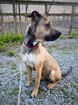 Mixed Breed Dogs Available for Adoption in Royalton, Illinois - Matilda | PetCurious