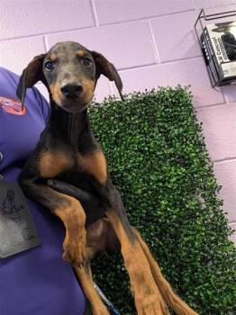 61764047 -  Doberman Pinscher and Mixed Breed Dog for Adoption in El Paso, Texas - 61764047 | PetCurious