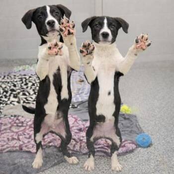 Terrier and Mixed Breed Dogs Available for Adoption - Blaire | PetCurious