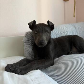 Chihuahua and American Staffordshire Terrier Dogs Available for Adoption - Unobtainium | PetCurious