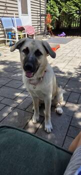 BRONX -FOSTERED IN NJ -  Shepherd and Great Pyrenees Dog for Adoption in Fosters, Alabama - BRONX -FOSTERED IN NJ | PetCurious