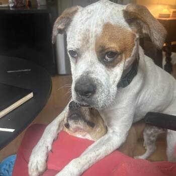 Brodie -  Boxer and Pointer Dog for Adoption in Austin, Texas - Brodie | PetCurious