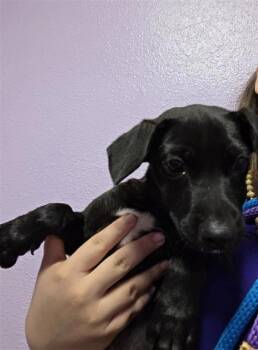 61546198 -  Pit Bull Terrier and Mixed Breed Dog for Adoption in El Paso, Texas - 61546198 | PetCurious