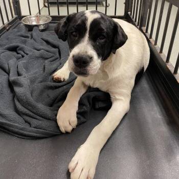 WAGS-Stray-22783 -  Pit Bull Terrier and Labrador Retriever Dog for Adoption in Westminster, California - WAGS-Stray-22783 | PetCurious