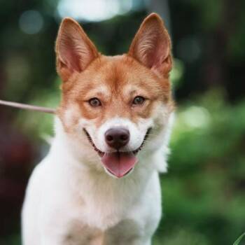 Bella -  Mixed Breed Dog for Adoption in Richmond, British Columbia - Bella | PetCurious