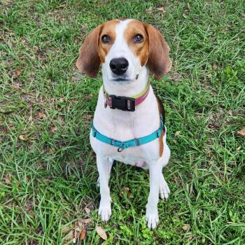 Rescue Coonhound Dogs for Adoption in Gainesville, Florida - Wendy Darlin | PetCurious