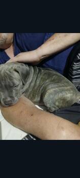 Baby Shark (Cookies Babies 4) -  Pit Bull Terrier Dog for Adoption in Lewis Center, Ohio - Baby Shark (Cookies Babies 4) | PetCurious