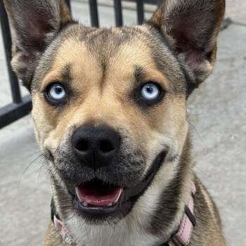 English Bulldog and Mixed Breed Dogs Available for Adoption in Fresno, California - Nutmeg | PetCurious