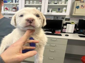 Mixed Breed Dogs Available for Adoption in Santa Fe, New Mexico - GHOST | PetCurious