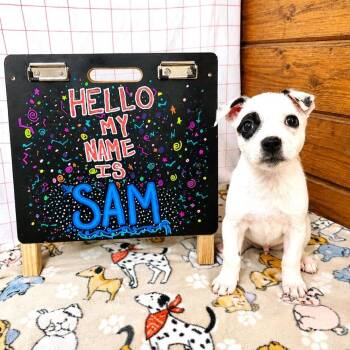 Sam -  American Staffordshire Terrier and Mixed Breed Dog for Adoption in Houston, Texas - Sam | PetCurious