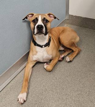 Wolfgang -  Pit Bull Terrier and Boxer Dog for Adoption in Bloomington, Indiana - Wolfgang | PetCurious