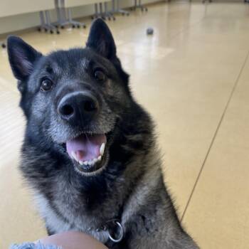 Norwegian Elkhound Dogs Available for Adoption - Luca | PetCurious