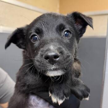 Shepherd Dogs Available for Adoption in Palm Springs, California - Chewy | PetCurious